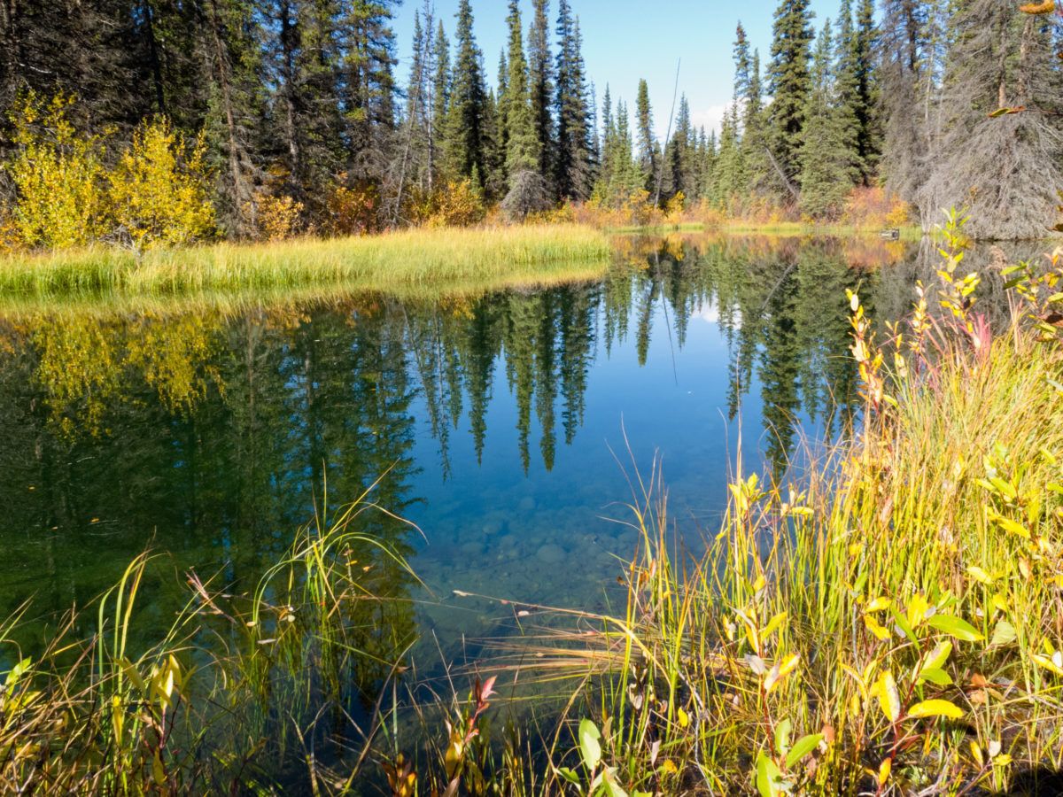 Wetland in Yukon, Canada