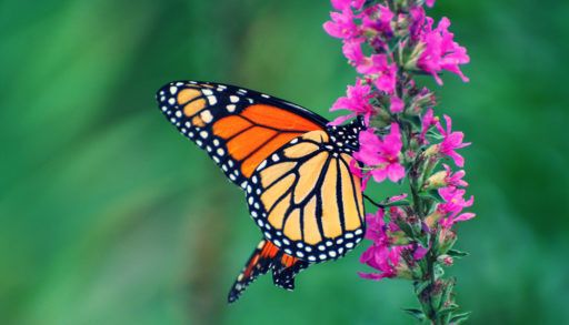 Monarch Butterfly resting on purple wildflowers with folded wings