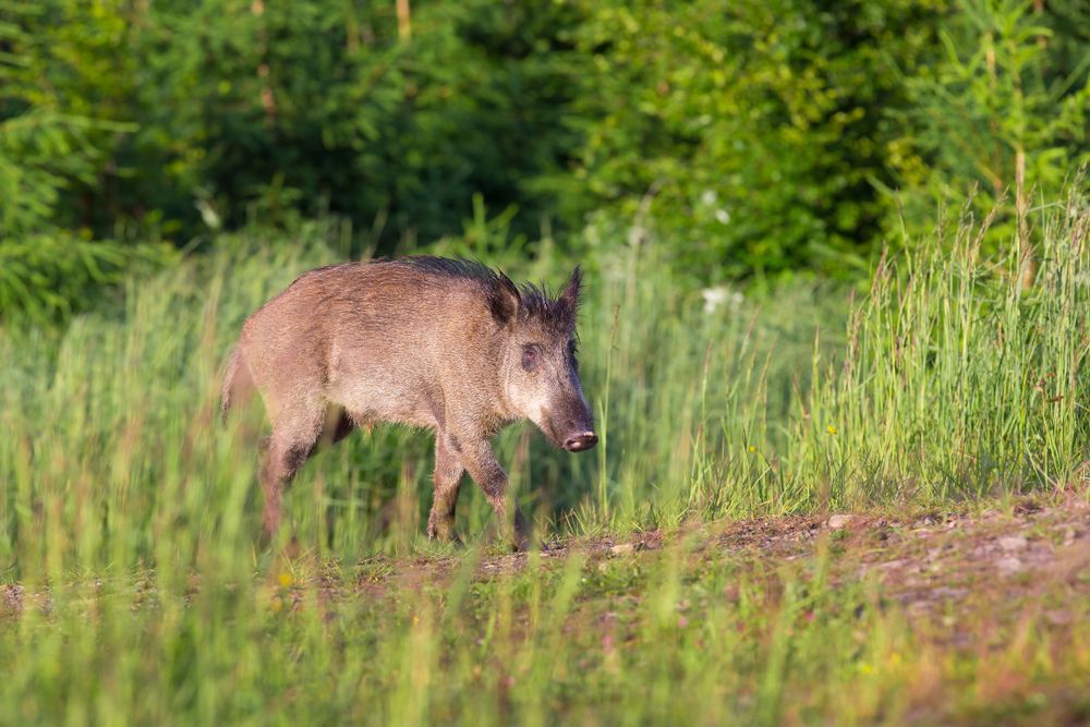 The wild boar (Sus scrofa - wild swine - Eurasian wild pig - wild pig)