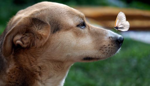 dog-with-butterfly-on-its-nose