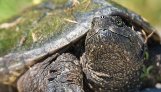 snapping-turtle