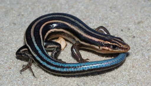 A five-lined skink