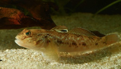 Round Goby