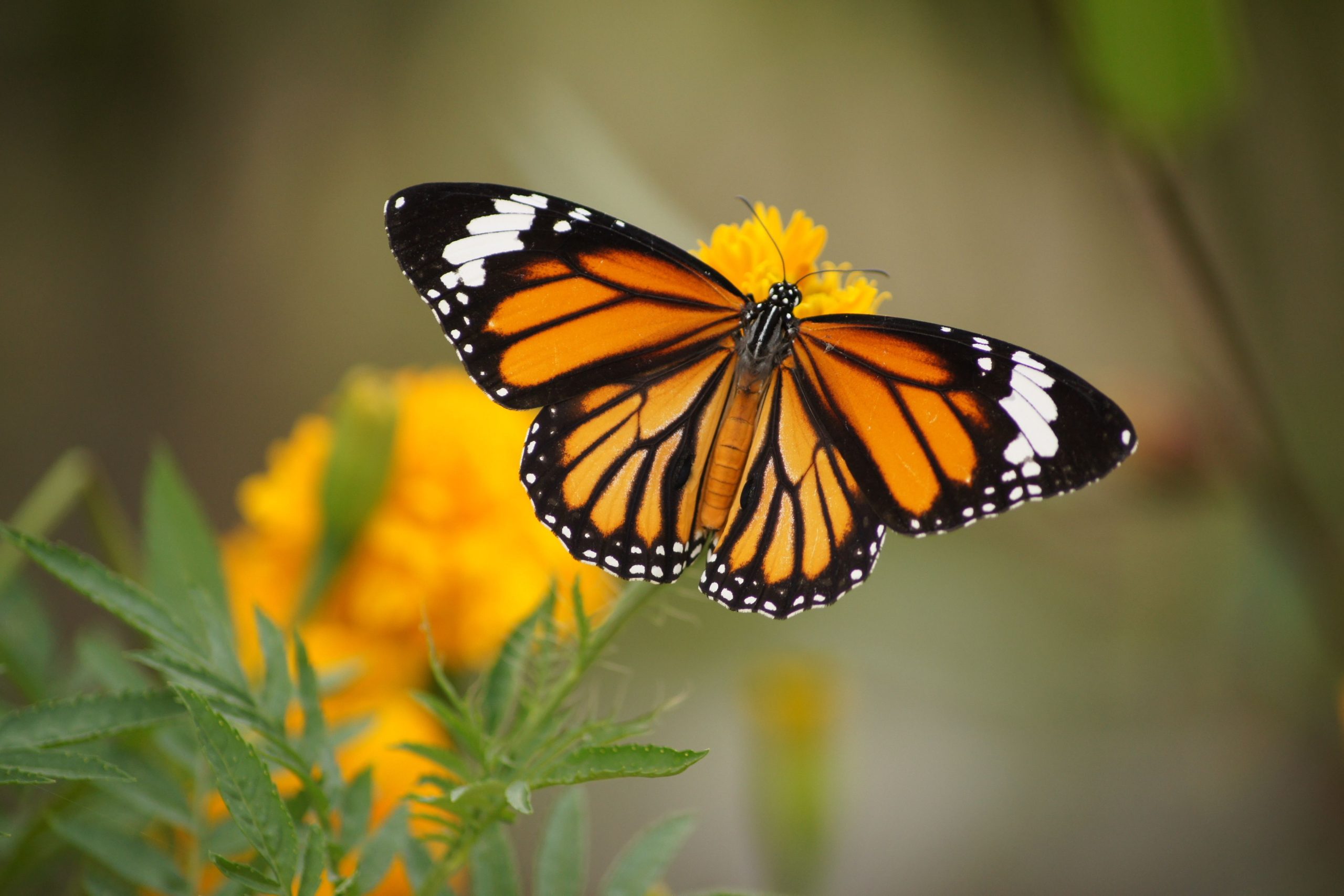 Monarch butterfly on yellow/orange flower