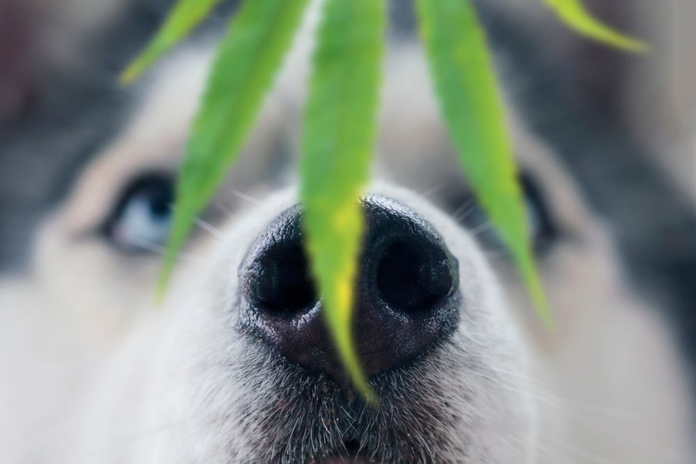 dog-closeup-face-with-marijuana-leaf