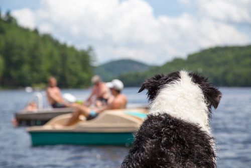 dog-on-dock-with-people-on-boats-in-water