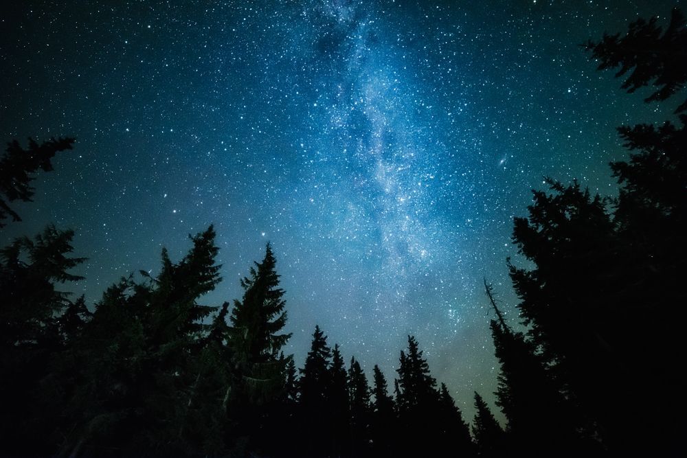 The night sky in a pine forest