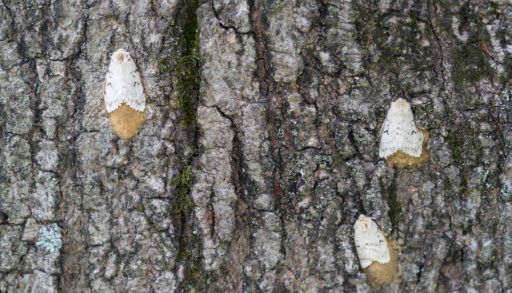 Gypsy Moths