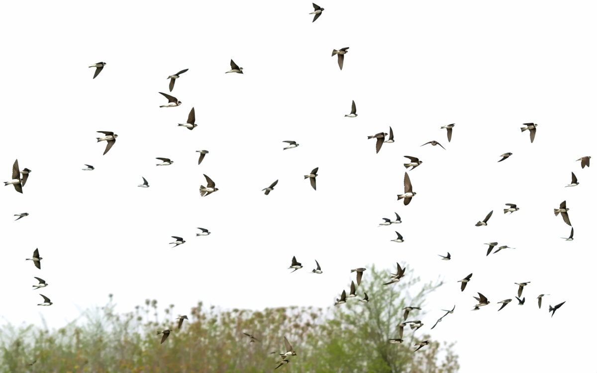 Migrating Swallows