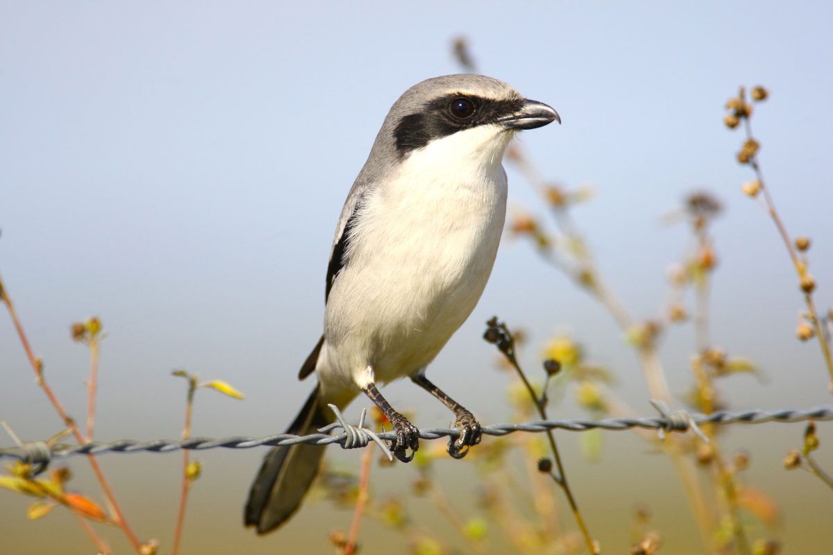A wild adult Loggerhead Shrike, photo courtesy of Larry Kirtley