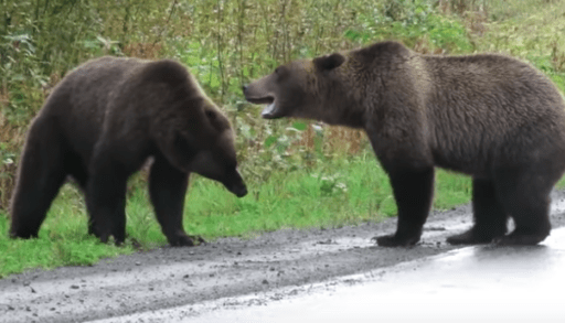 Two grizzly bears fighting