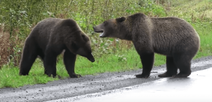 Two grizzly bears fighting