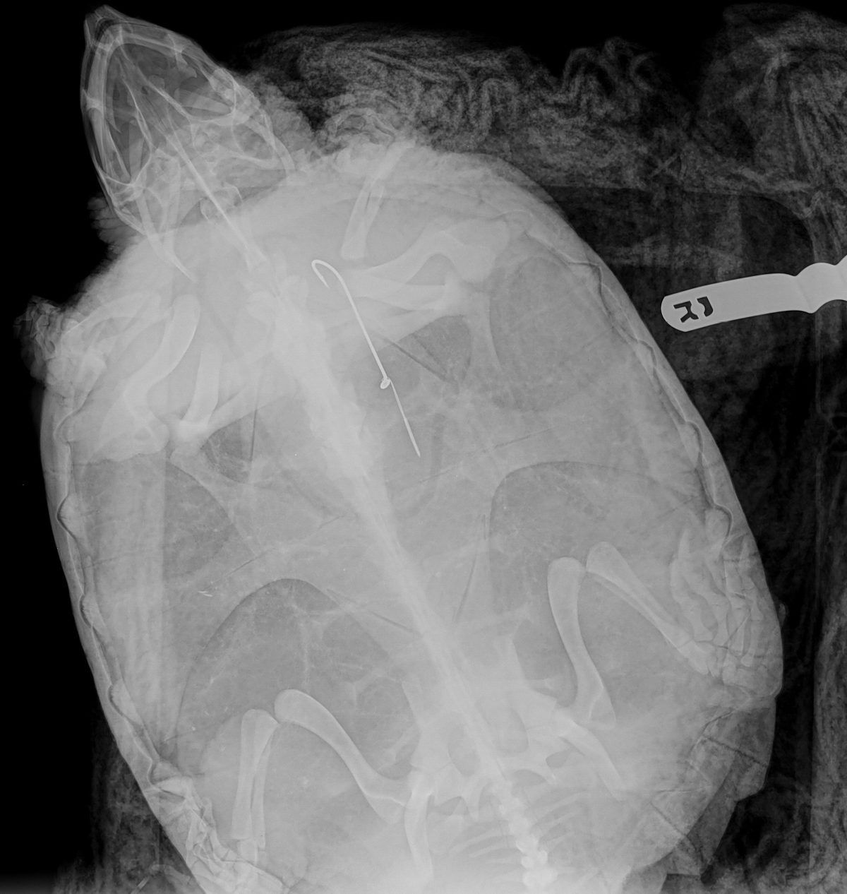 Snapping Turtle with a lure in its body