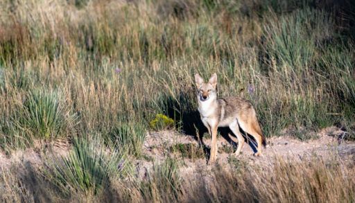 coyote-on-the-hunt