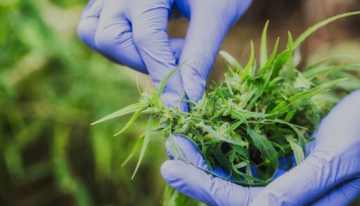 Marijuana Researcher, Female scientist in a hemp field checking plants and flowers