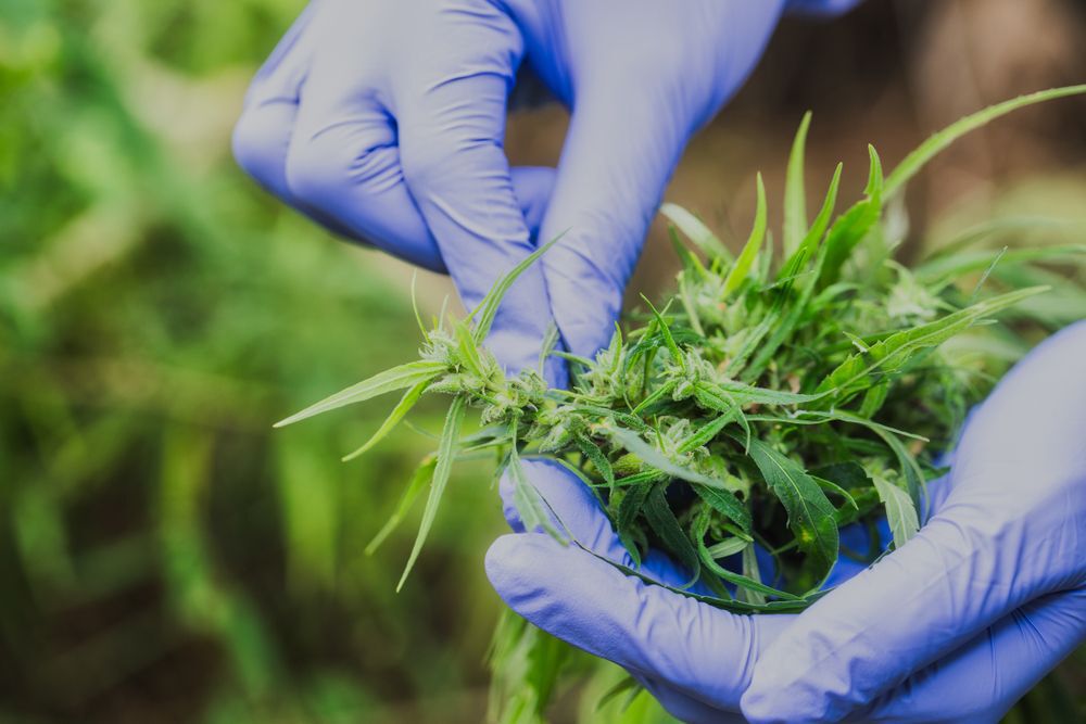 Marijuana Researcher, Female scientist in a hemp field checking plants and flowers