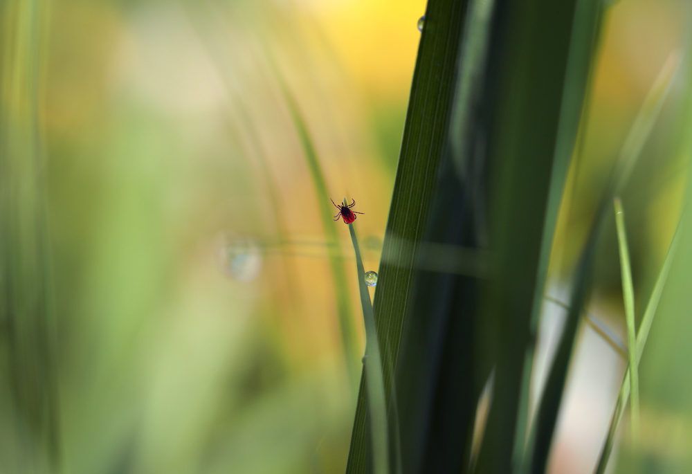 a-tick-on-a-blade-of-grass