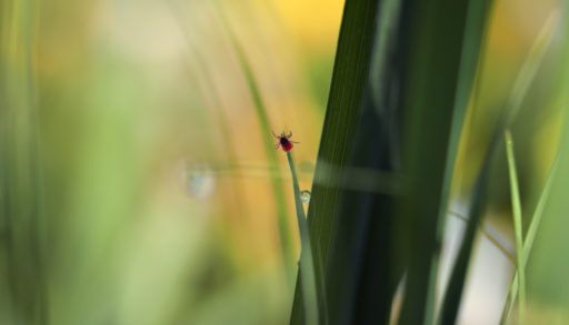 a-tick-on-a-blade-of-grass