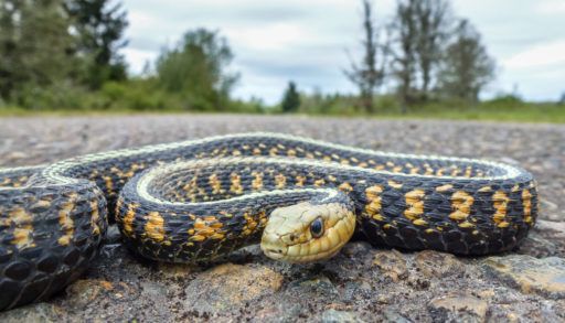 Snake on a rural road