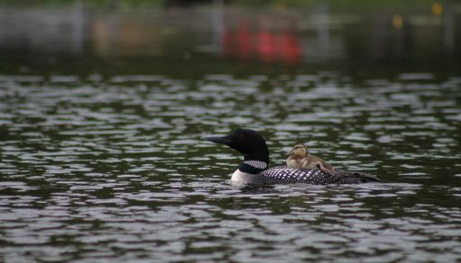 Mallard Duckling