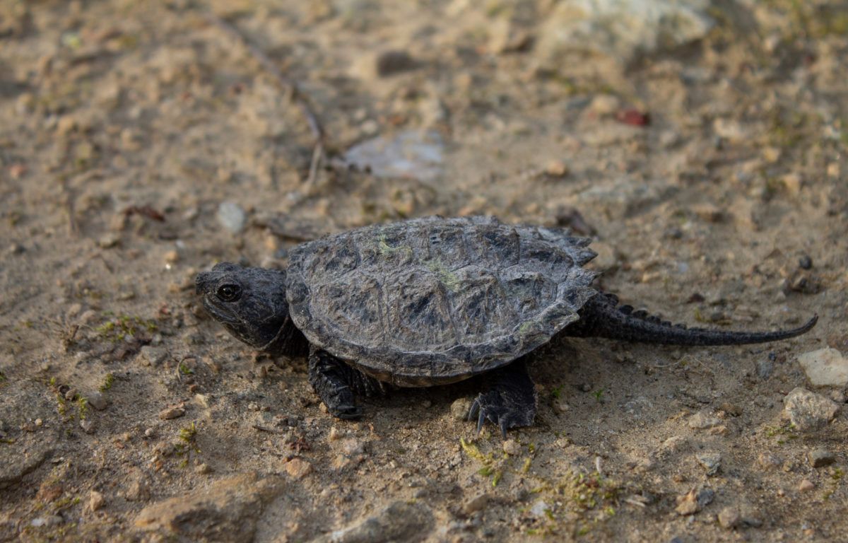 Snapping Turtle Hatchling