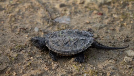Snapping Turtle Hatchling