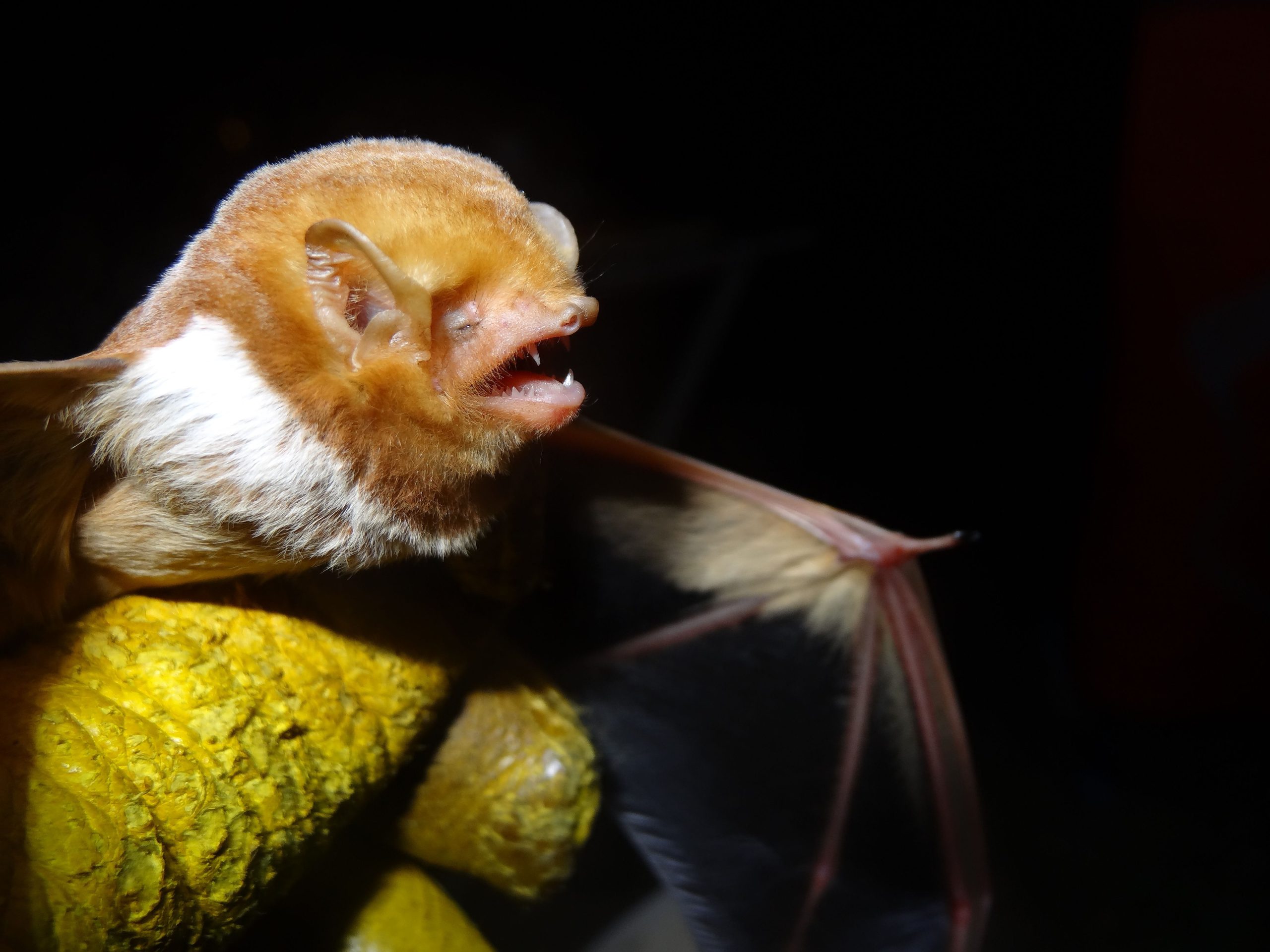 Eastern red bat