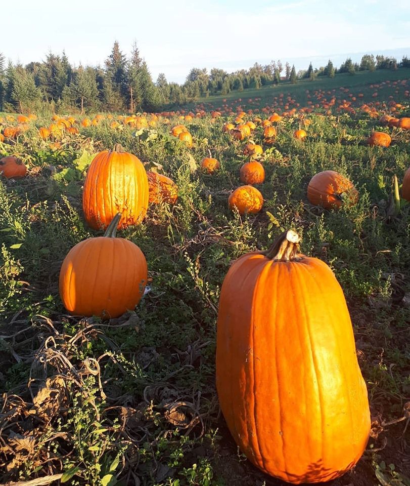 Albion Orchards pumpkin patch