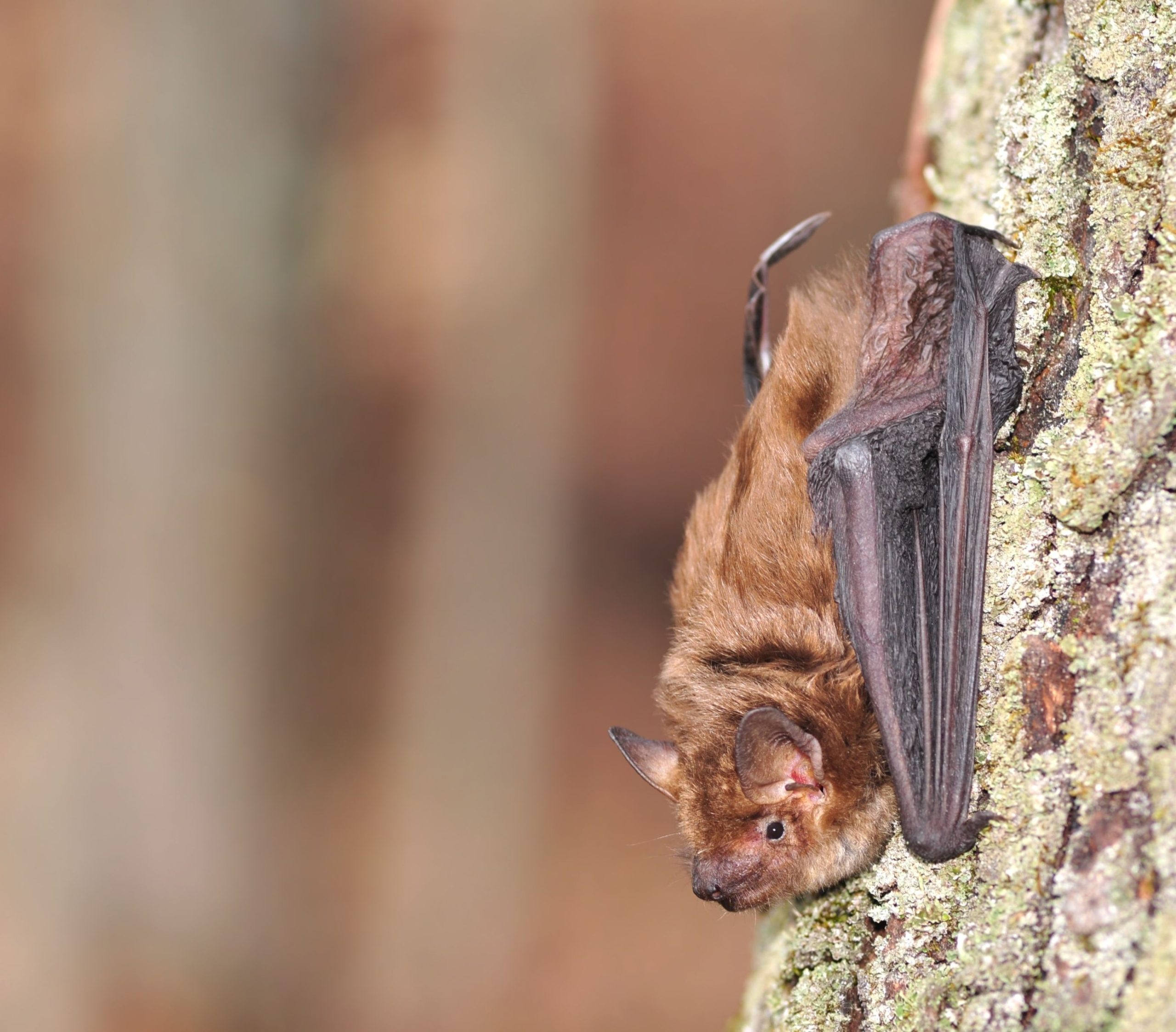 Big Brown Bat on tree
