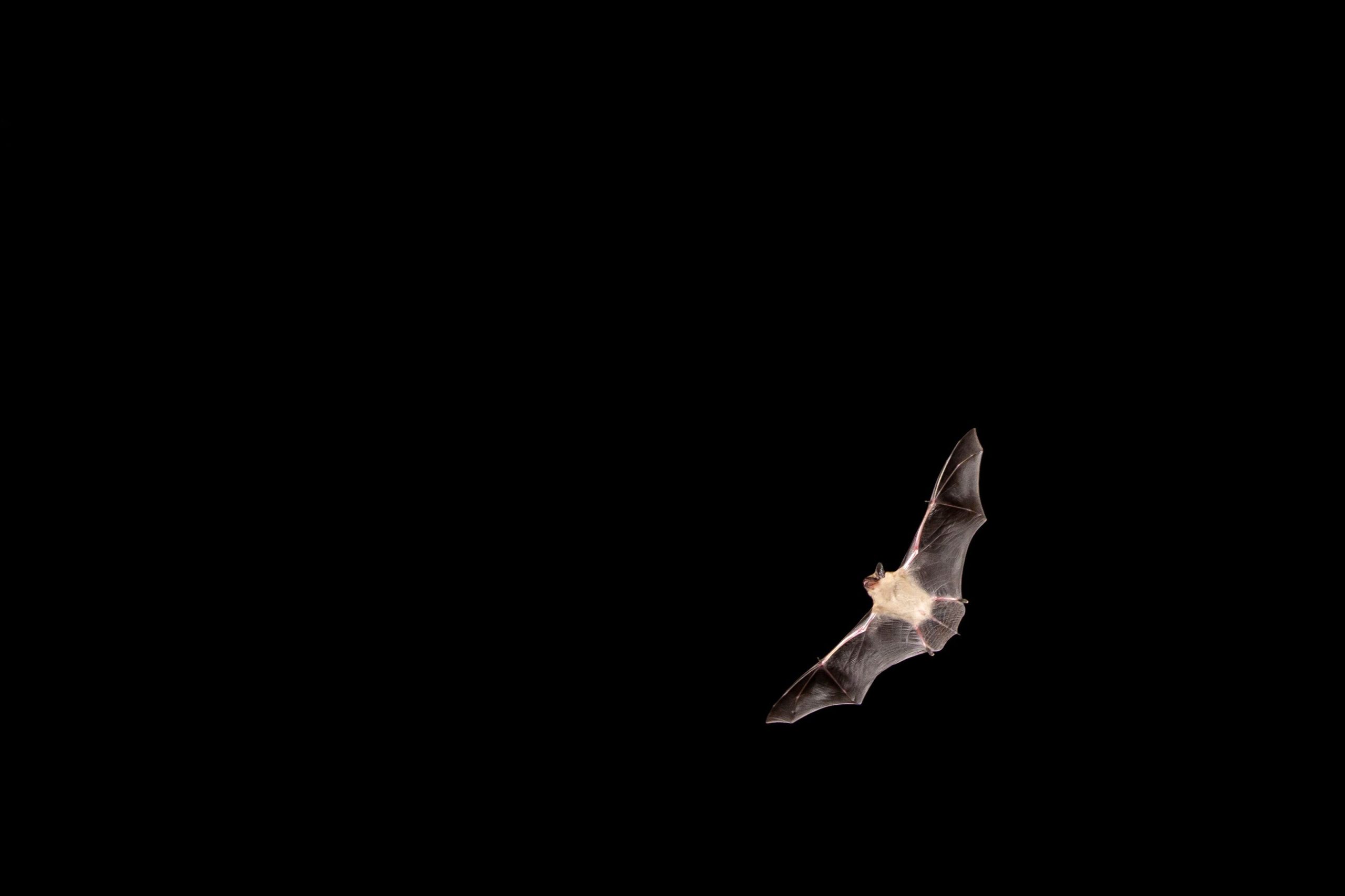 Big brown bat flying at night