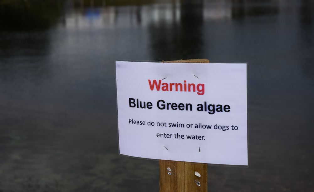 a-warning-sign-lake-blue-green-algae