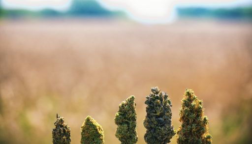 different-buds-of-cannabis