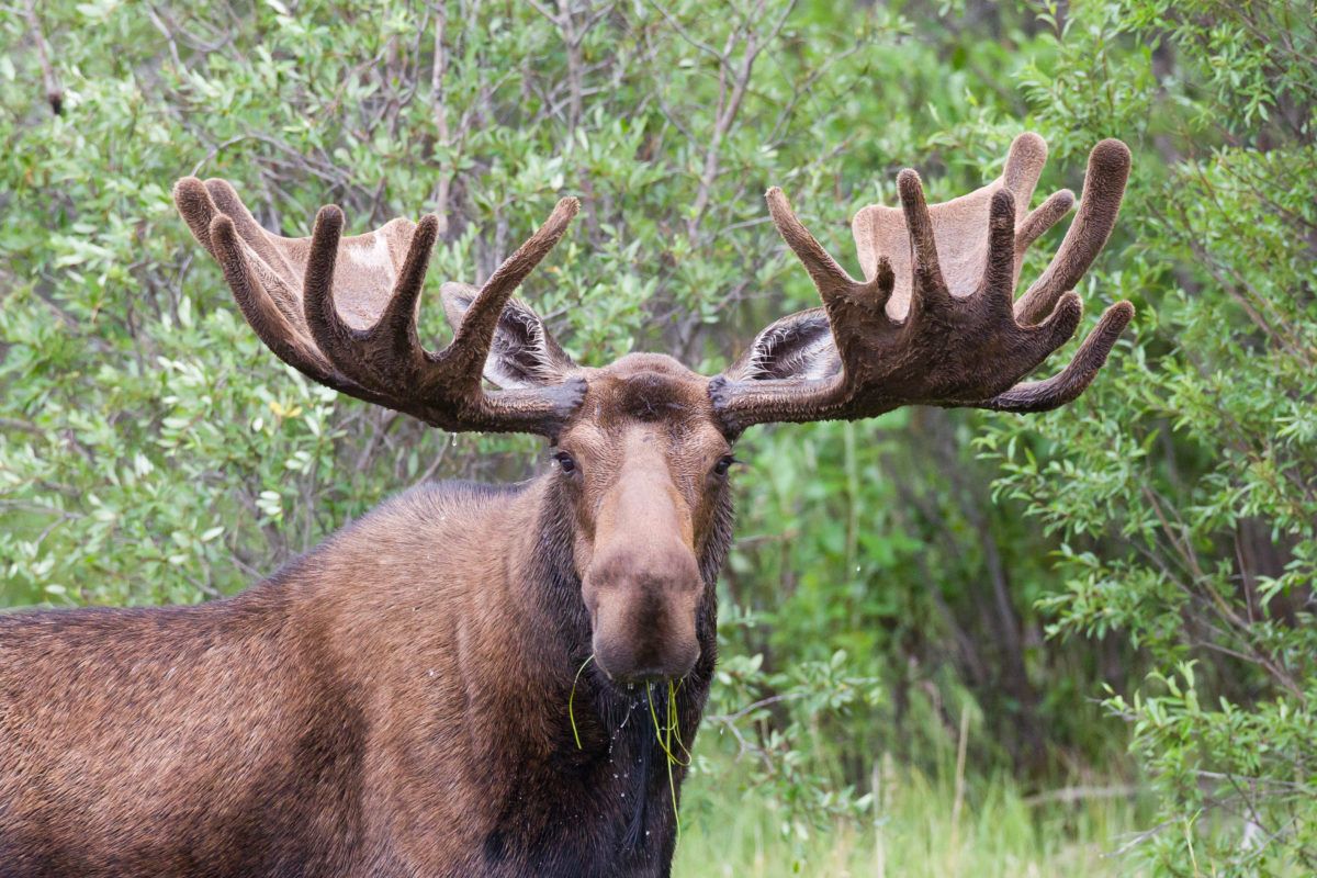 A bull moose feeds on aquatic vegetation