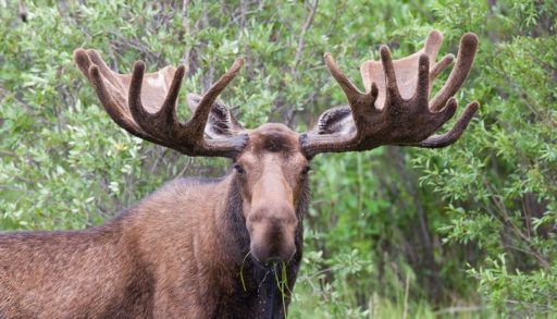 A bull moose feeds on aquatic vegetation
