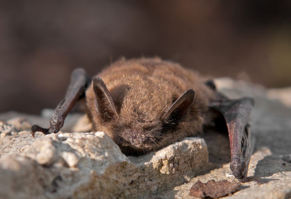 brown bat