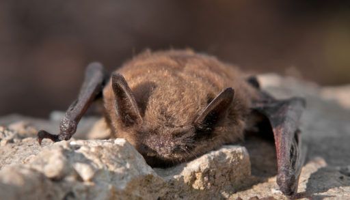brown bat