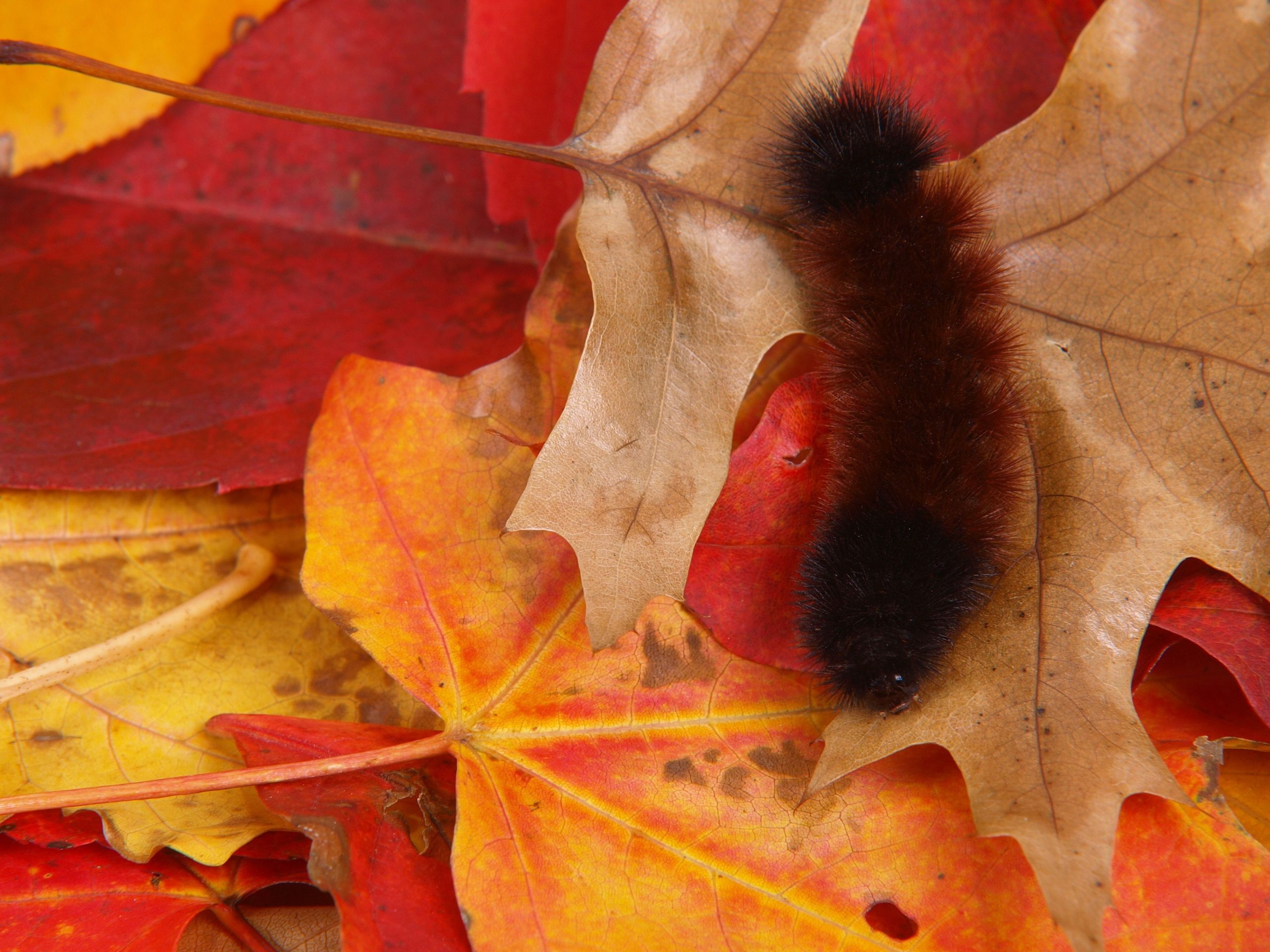 Woolly bear caterpillar