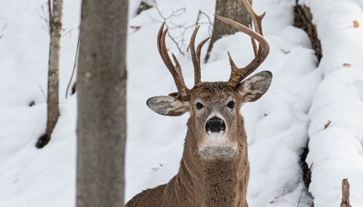 deer with three antlers