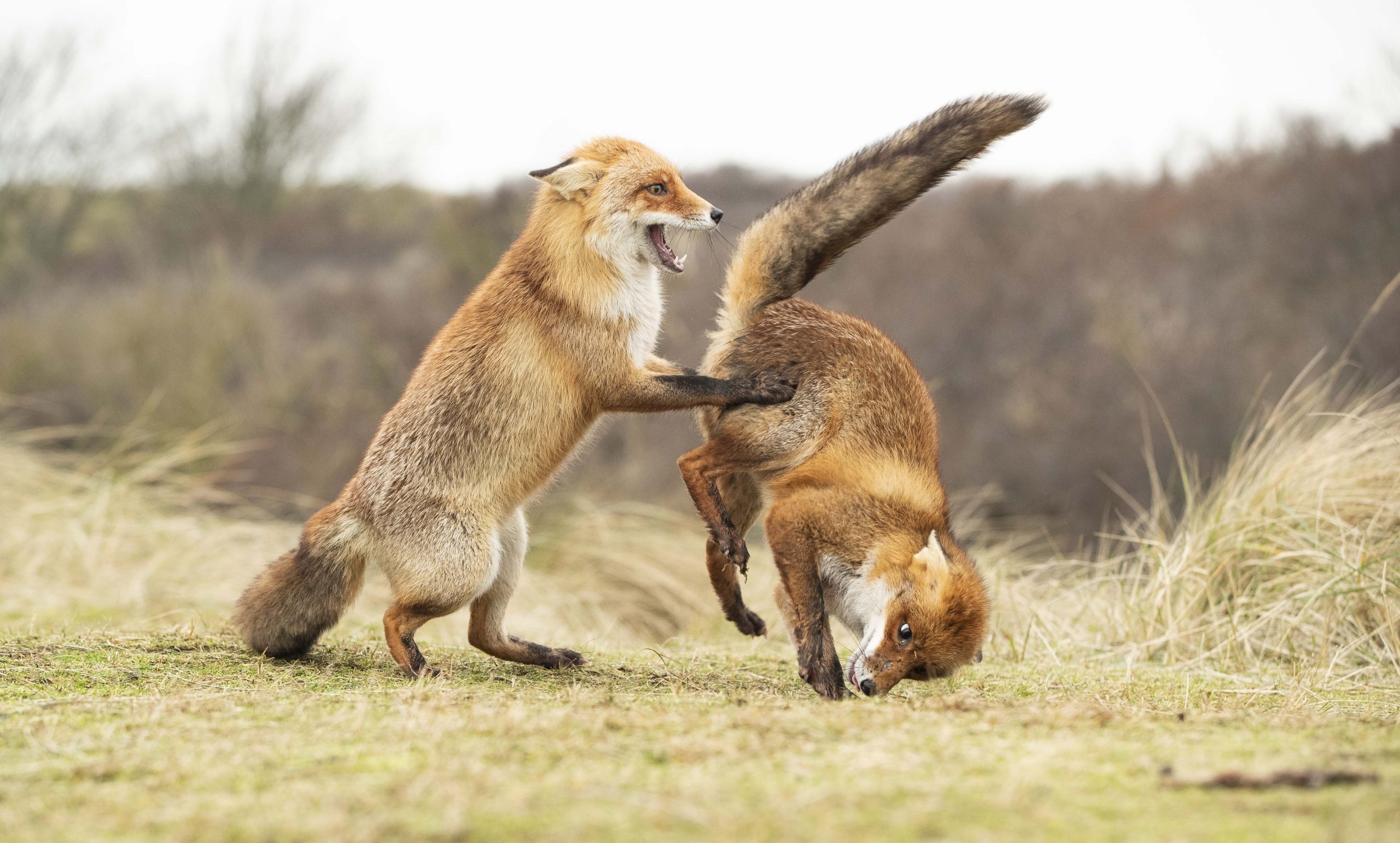 foxes fight