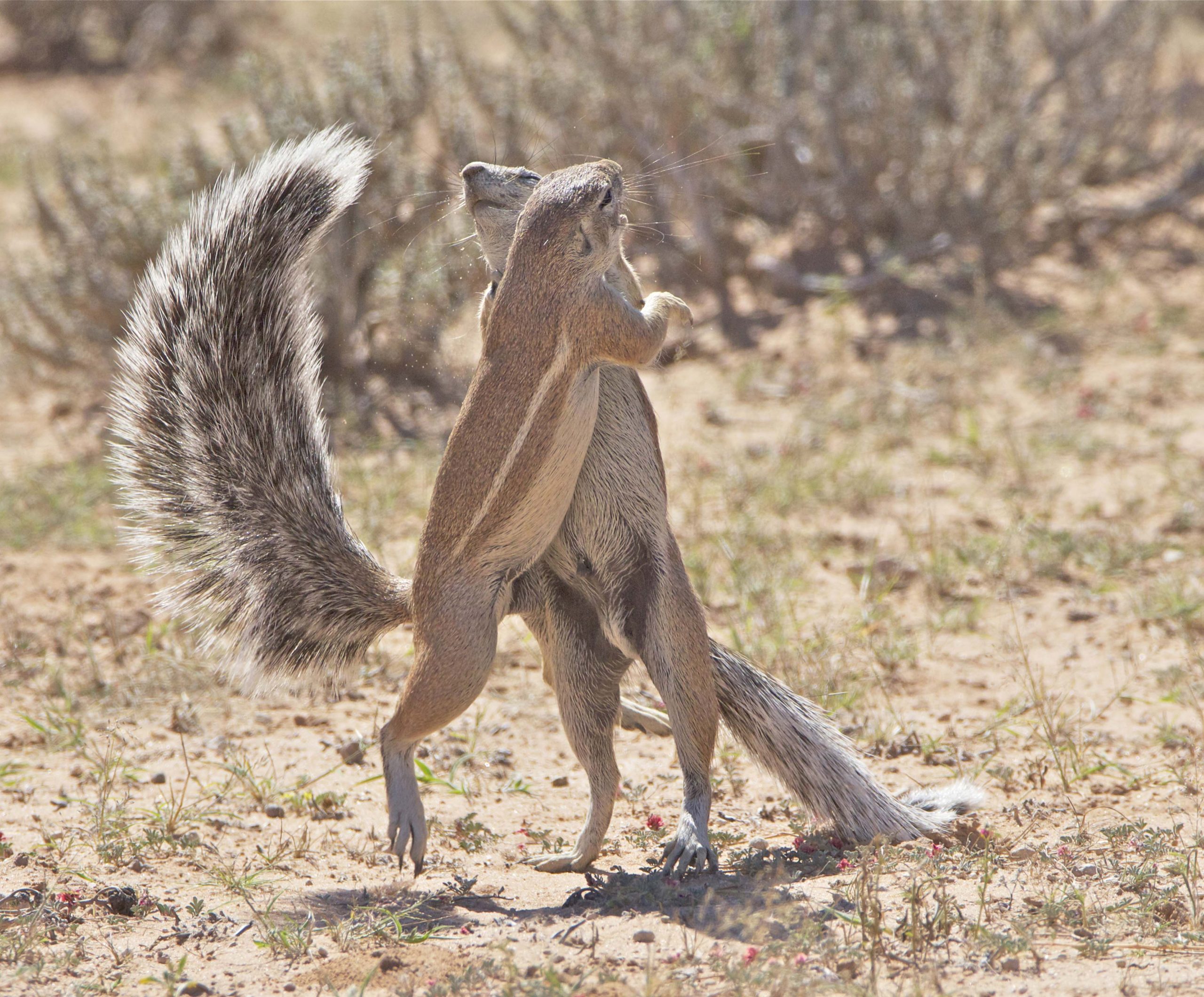 cape squirrels dance