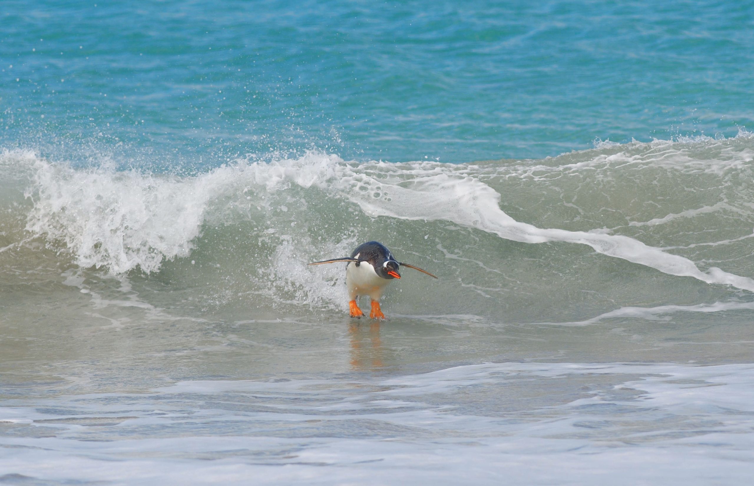 penguin surfing