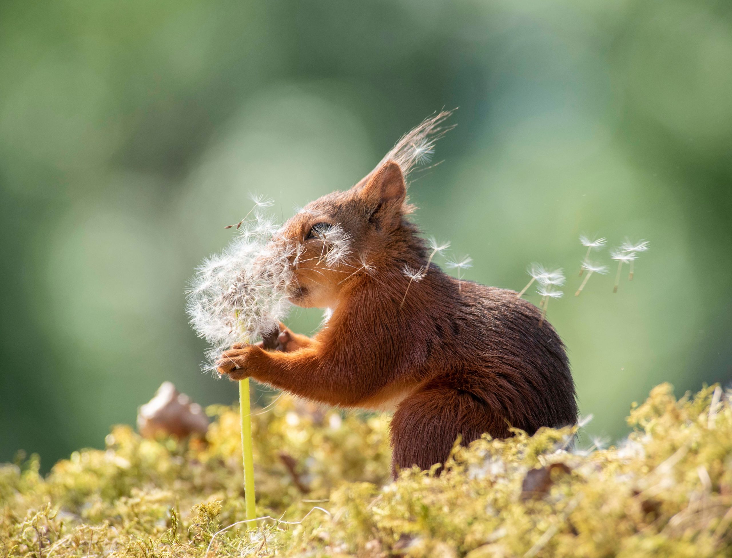 Comedy Wildlife Photography Awards