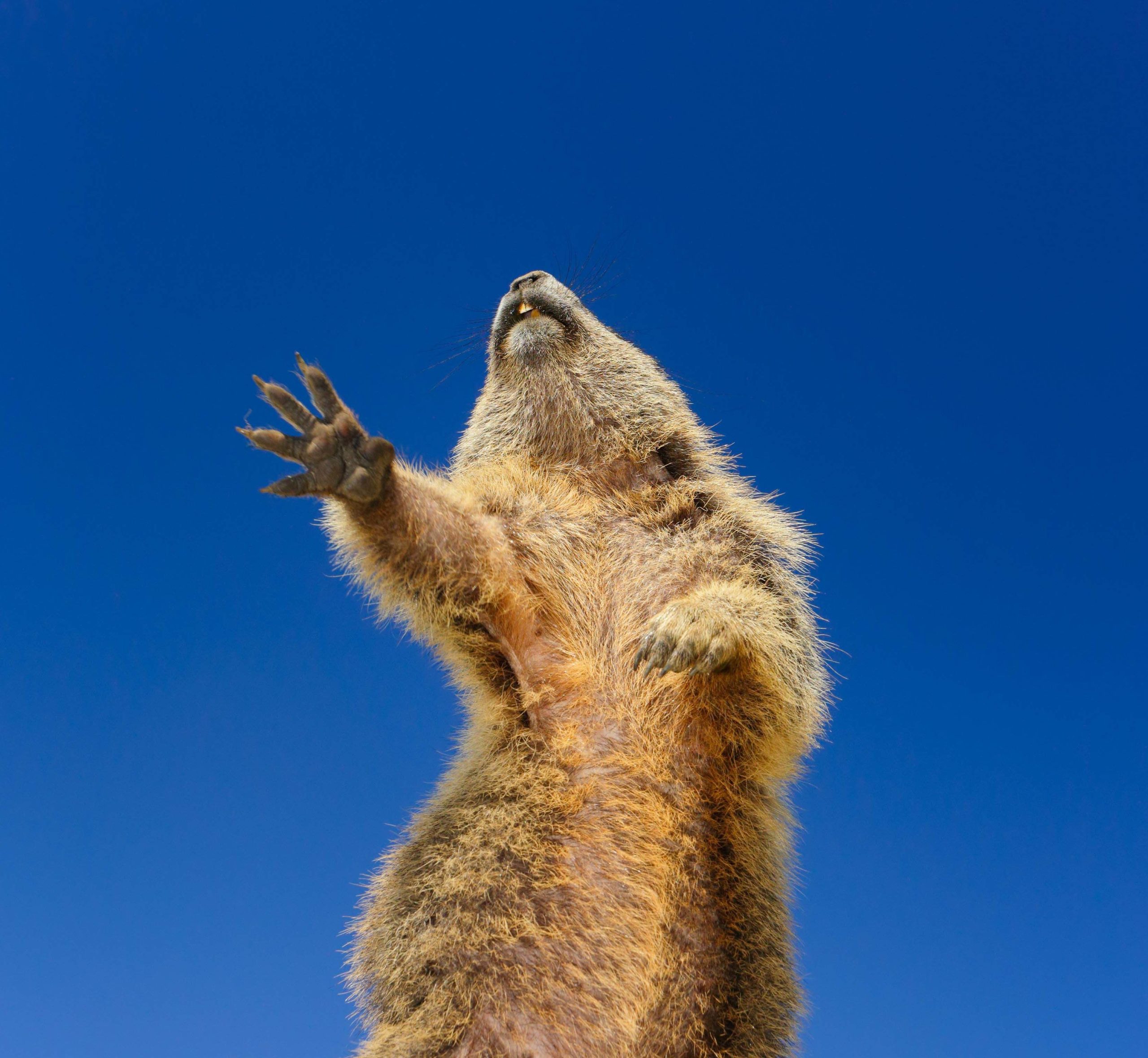 comedy wildlife photography awards