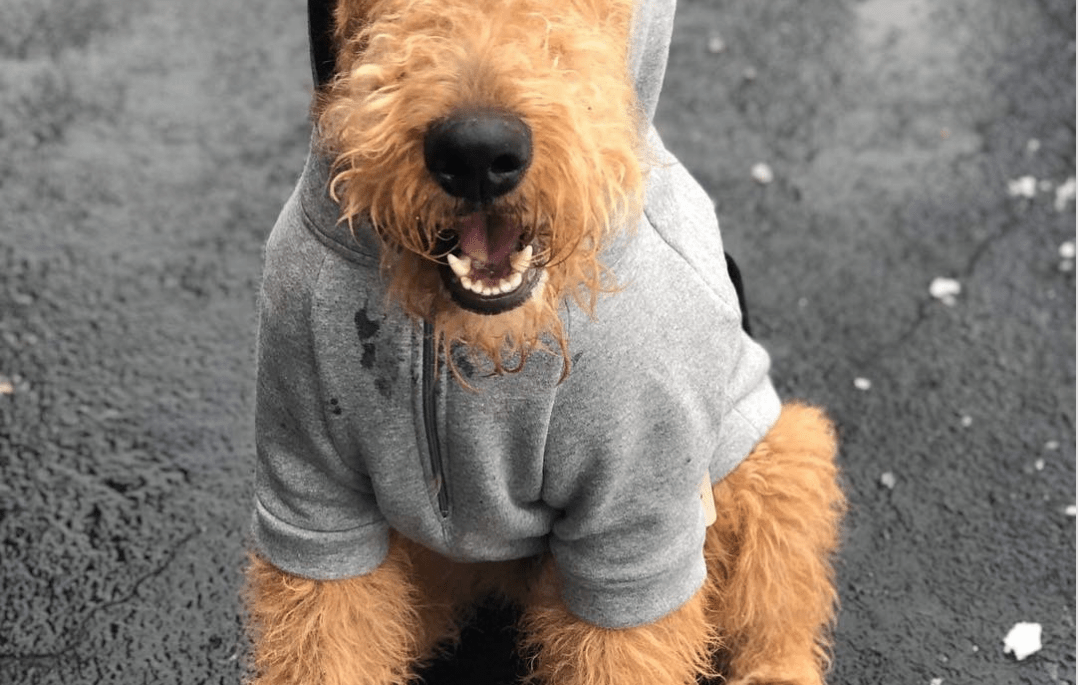 cute cottage dog in a hoodie