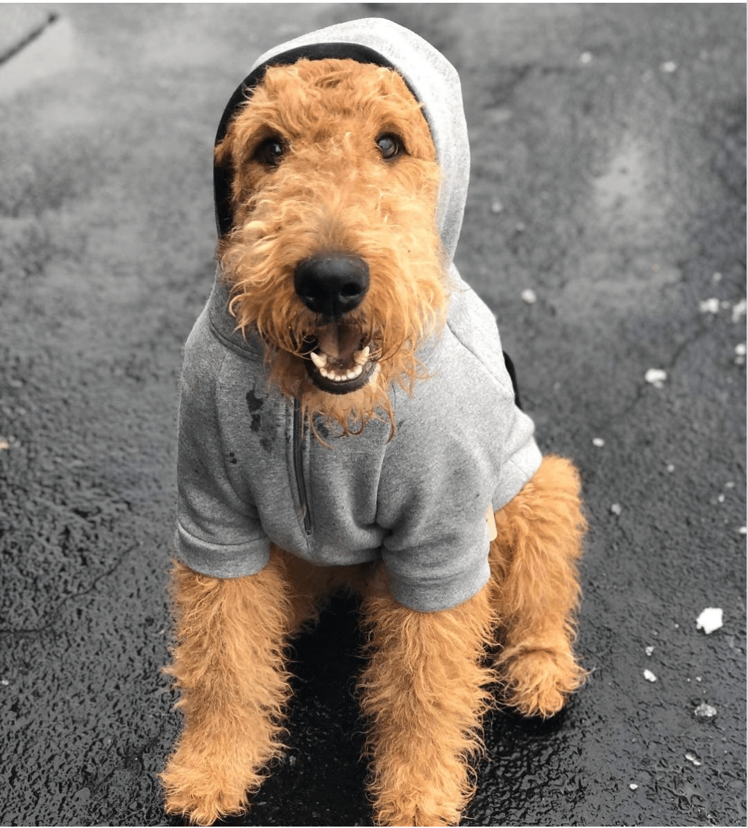 cute cottage dog in a hoodie