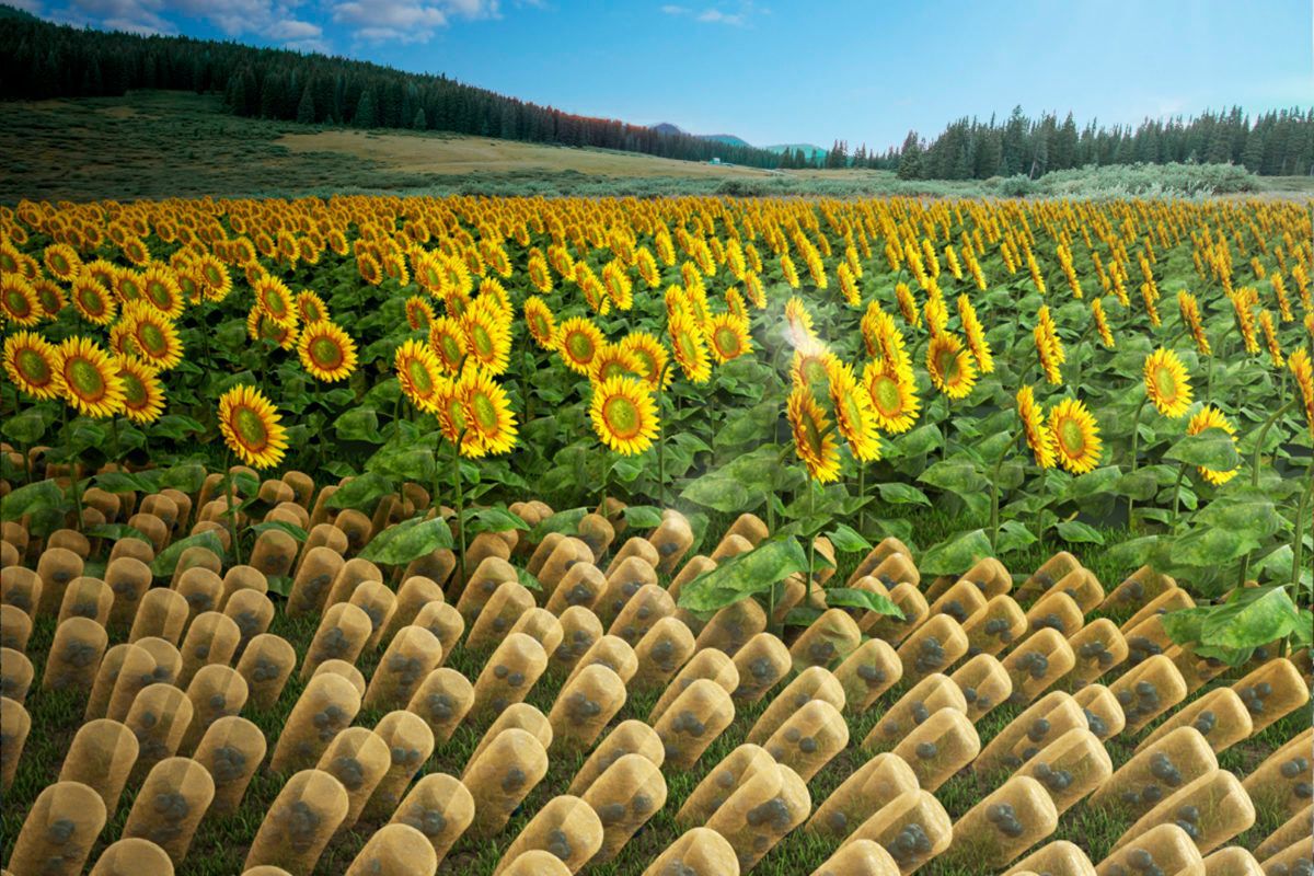 Artist rendition of a field of SunBots with sunflowers in the foreground