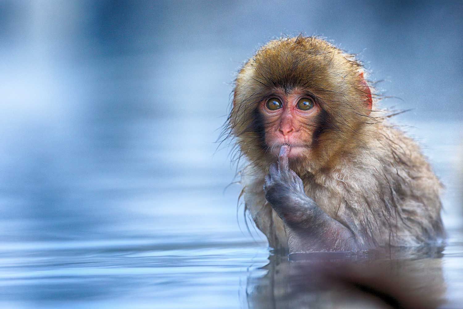 snow monkey