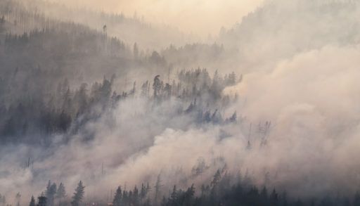 Smoky wildfire in a forest leading to higher insurance rates