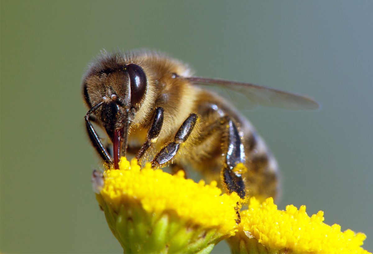 detail of bee or honeybee in Latin Apis Mellifera, european or western honey bee pollinated of the yellow flower, golden honeybee on flower