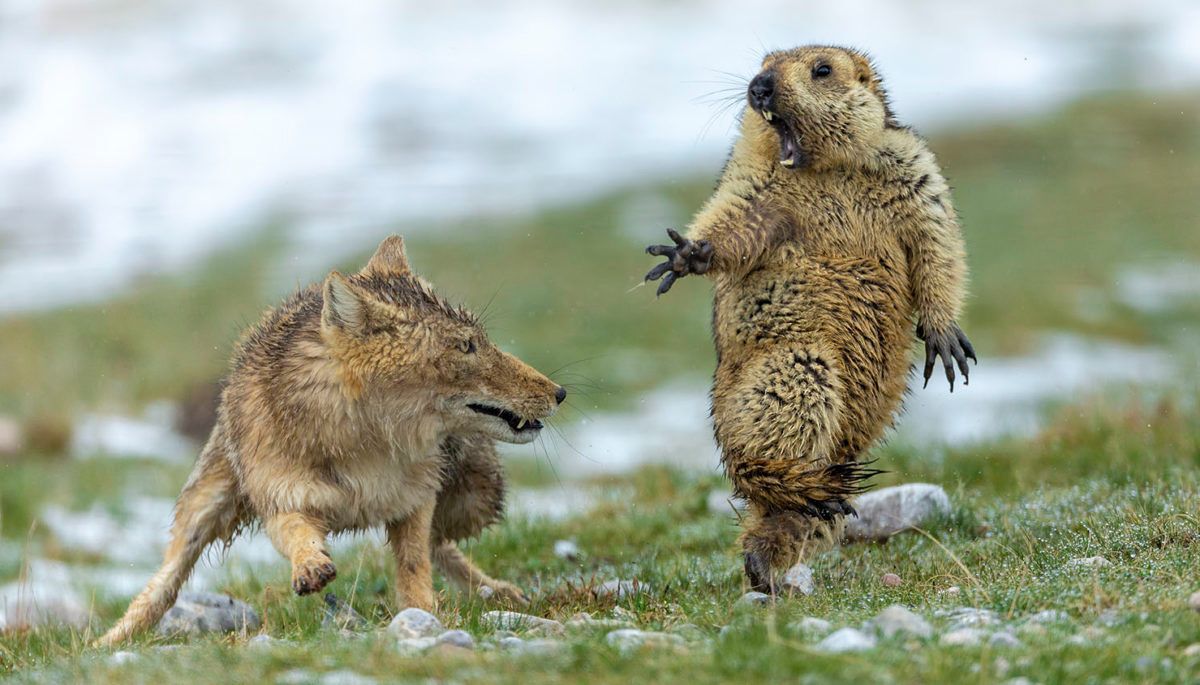 marmot surprised by tibetan fox